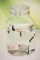 Buy 9 Cosmetic Leech Bloodsuckers