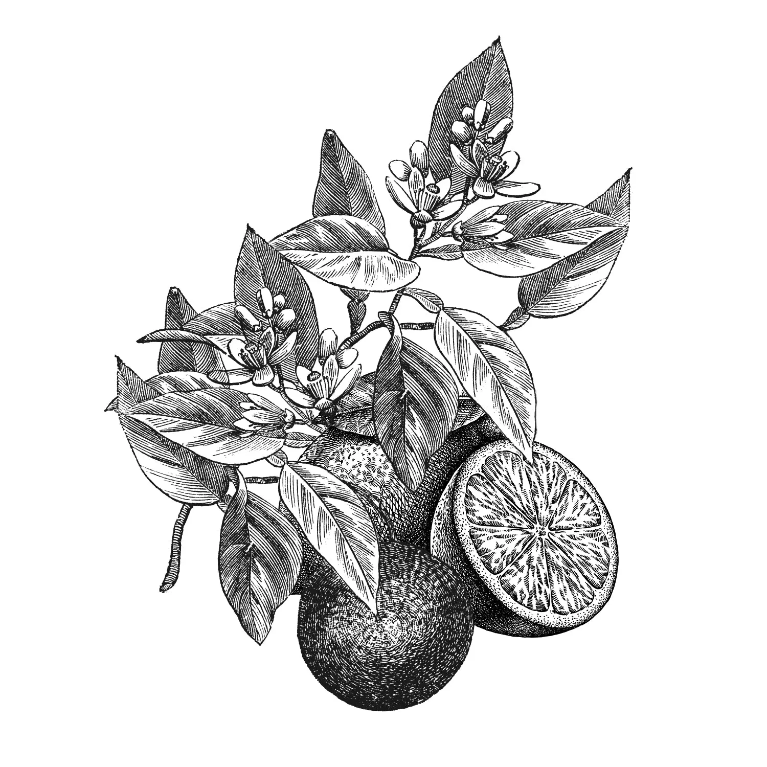 Trial&Travel Pack  -Citron -